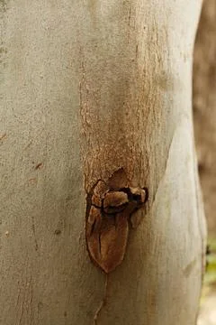 Texture of an tree trunk with vertical bark patterns. Stock Photos