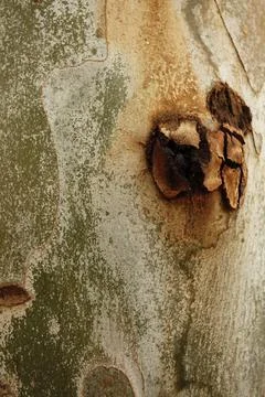 Texture of an tree trunk with vertical bark patterns. Stock Photos