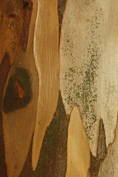 Texture of an tree trunk with vertical bark patterns. Foto stock