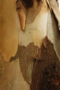 Texture of an tree trunk with vertical bark patterns. Stock Photos
