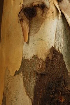Texture of an tree trunk with vertical bark patterns. Stock Photos