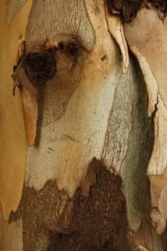 Texture of an tree trunk with vertical bark patterns. Stock Photos