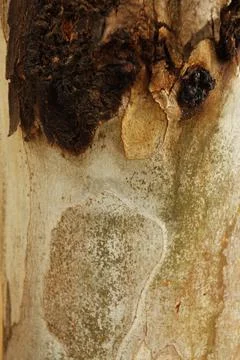 Texture of an tree trunk with vertical bark patterns. Stock Photos