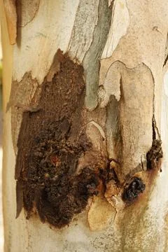 Texture of an tree trunk with vertical bark patterns. Stock Photos