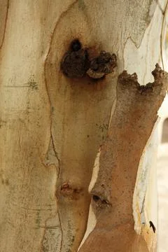 Texture of an tree trunk with vertical bark patterns. Stock Photos