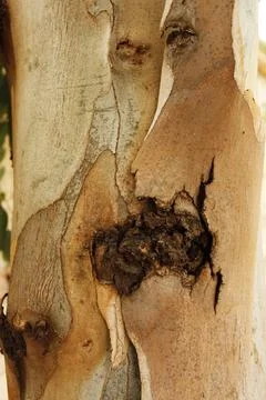 Texture of an tree trunk with vertical bark patterns. Stock Photos