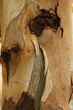 Texture of an tree trunk with vertical bark patterns. Stock Photos