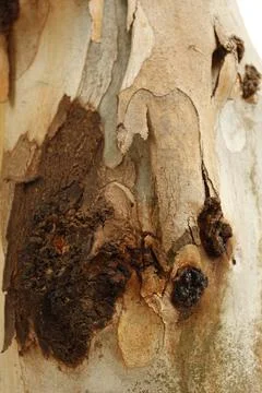 Texture of an tree trunk with vertical bark patterns. Stock Photos