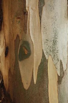 Texture of an tree trunk with vertical bark patterns. Stock Photos