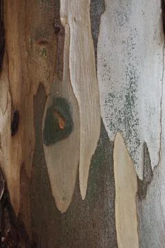 Texture of an tree trunk with vertical bark patterns. Stock Photos