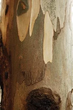Texture of an tree trunk with vertical bark patterns. Stock Photos