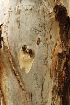 Texture of an tree trunk with vertical bark patterns. Stock Photos