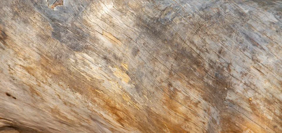 The texture of a tree trunk without bark. The background. Stock Photos