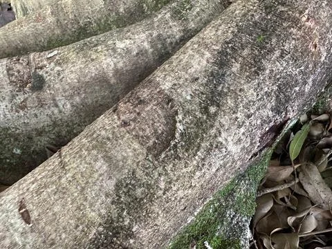 Texture of tree trunks Stock Photos