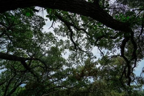 The texture of the trees in Coniferous forest Stock Photos