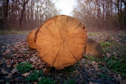 Texture of the trees in the forest Stock Photos