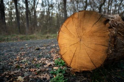 Texture of the trees in the forest Stock Photos