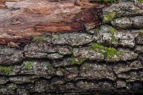 Texture of the trees in the forest Stock Photos