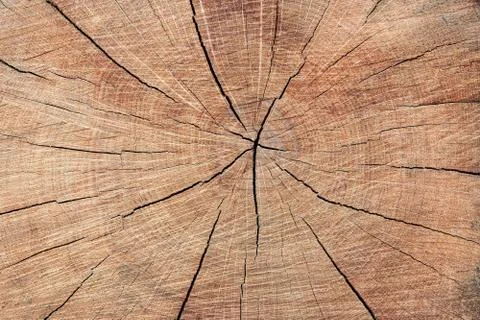 Texture of the trees in the forest Foto stock