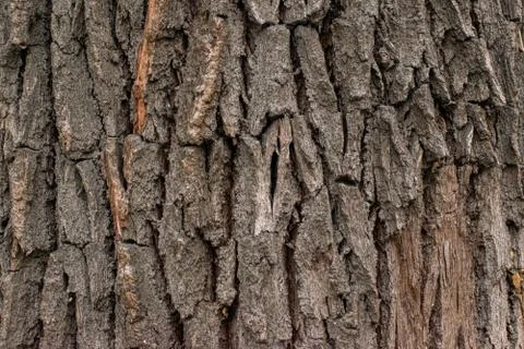 Texture of the trees in the forest Stock Photos