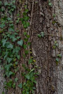 Texture of the trees in the forest Stock Photos