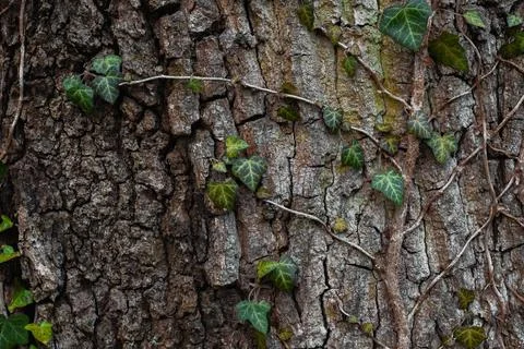Texture of the trees in the forest Stock Photos