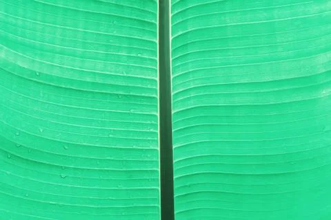 Texture of tropic leaf toned in mint or pastel green color. Stock Photos