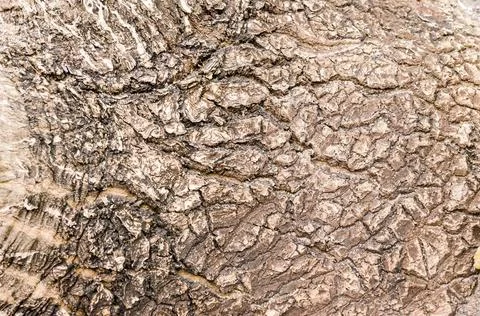 Texture of tropical tree bark close up view. Fotos Stock