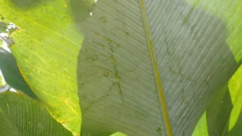 Texture of the tropical tree leaves with sunslight shine in background. Natur Stock Footage 202123816