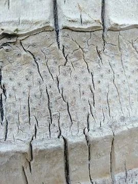 Texture of tropical tree trunk bark Photos