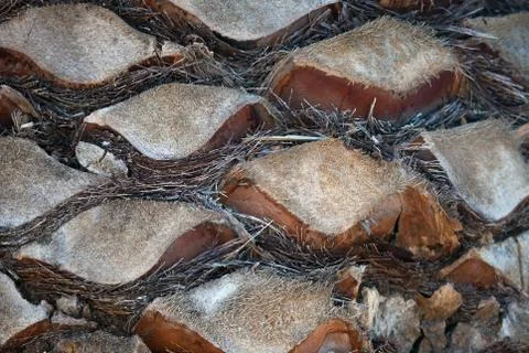 Texture of the trunk of the African palm tree Stock Photos