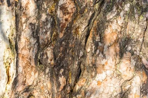 The texture of the trunk of an ancient 500 year old pines. Stock Photos