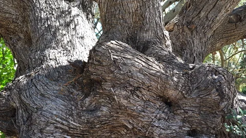 The texture on the trunk of an ancient olive tree. Stock Footage 244845072