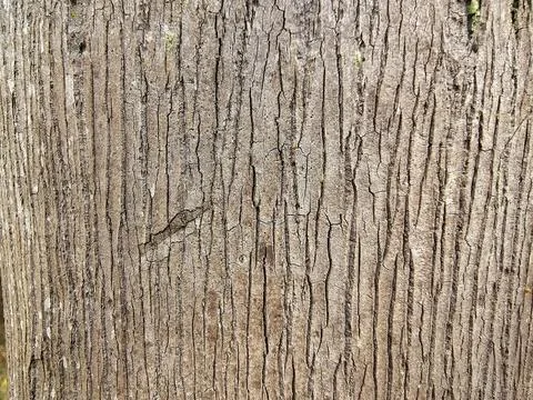 Texture of the trunk of a coconut tree Stock Photos