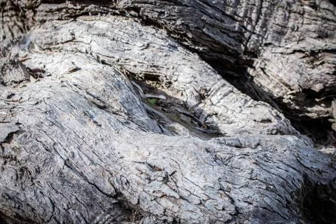 Texture trunk of an old olive tree Natural design element. Texture of a trunk Stock Photos