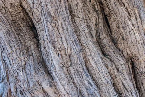 Texture trunk of an old olive tree Natural design element. Texture of a trunk Stock Photos