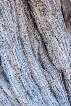 Texture trunk of an old olive tree Natural design element. Texture of a trunk Stock Photos