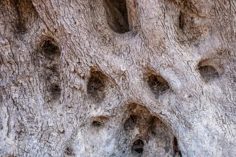 Texture trunk of an old olive tree Natural design element. Texture of a trunk Stock Photos