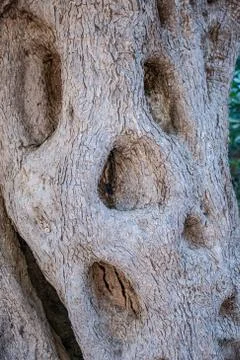 Texture trunk of an old olive tree Natural design element. Texture of a trunk Stock Photos
