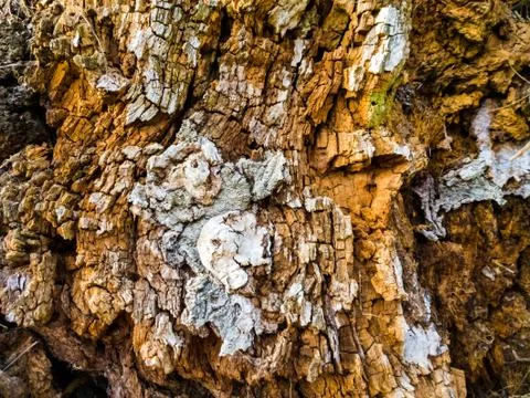 The texture of the trunk of an old tree with a cracked bark. Stock Photos