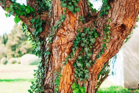 The texture of the trunk of an old tree with curly green ivy. Stock Photos