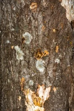 The texture of the trunk of an old tree. Stock Photos