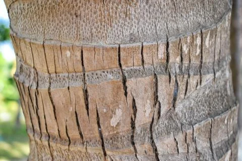 Texture of trunk of palm with cracks close up Stock Photos