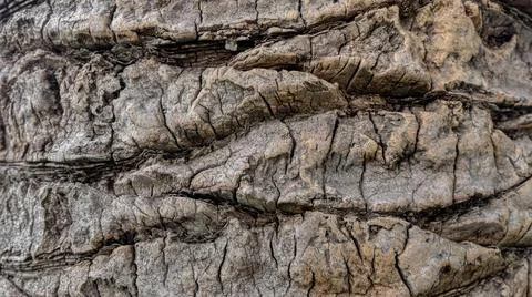 The texture of the trunk of a palm tree Stock Photos