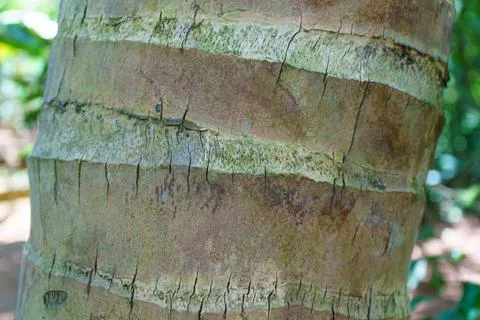 Texture of the trunk of a palm tree Stock Photos