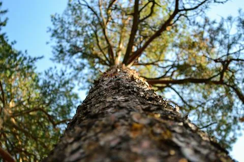The texture of the trunk of a tall pine against the background of the crown Stock-Fotos