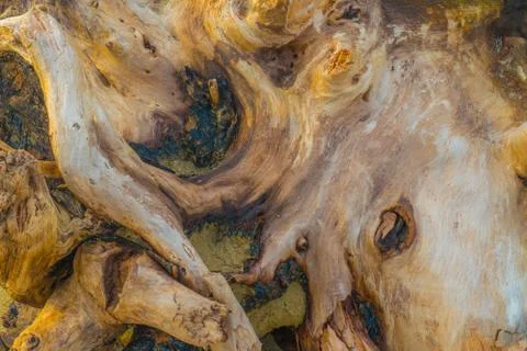 Texture of the trunk of a tree with branches Stock Photos