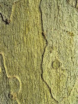 Texture trunk without bark Stock Photos