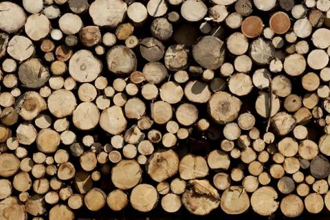 Texture trunks Stock Photos