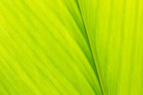 Texture of turmeric leaf. Stock Photos